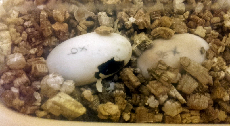 Momento en el que un neonato eclosiona en una incubadora del centro de cría en cautividad del galápago europeo de GREFA.