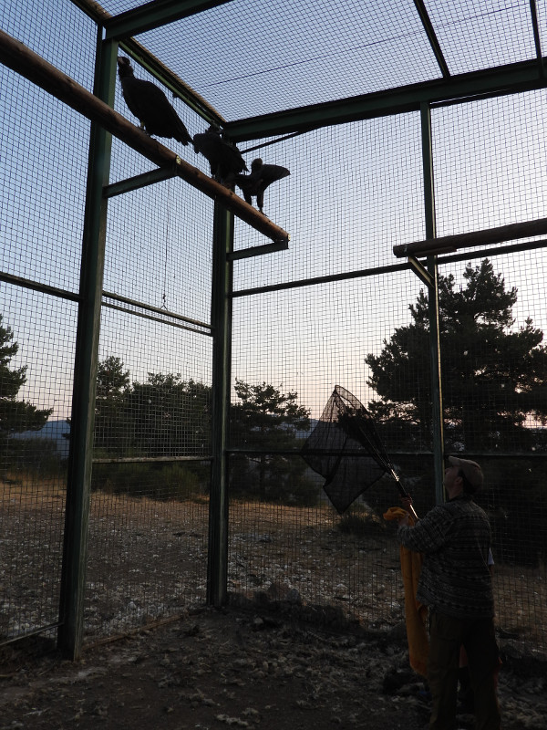 Un colaborador de GREFA se dispone a capturar a un buitre negro en el jaulón de aclimatación, para proceder posteriormente al marcaje del animal.