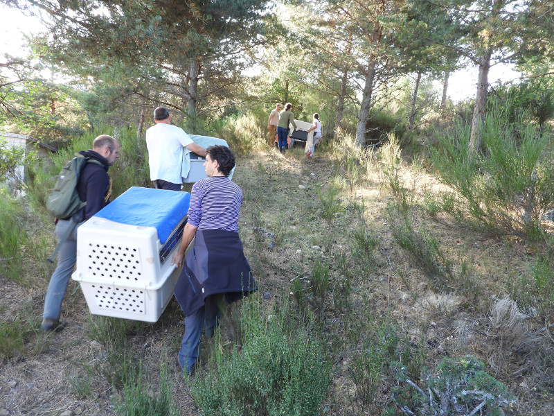 Varios buitres negros son trasladados a la carpa donde se efectúan los marcajes.