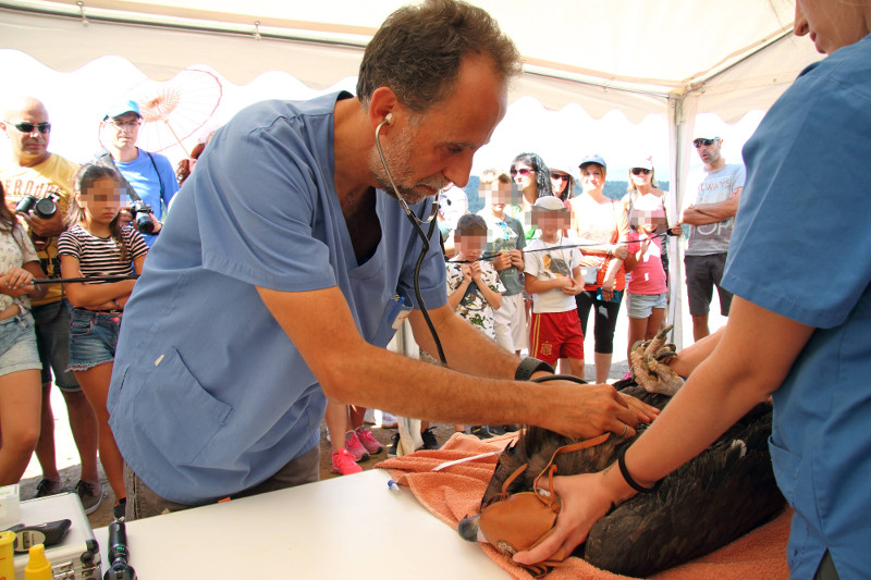 Un veterinario de GREFA realiza la revisión sanitaria de un buitre negro.