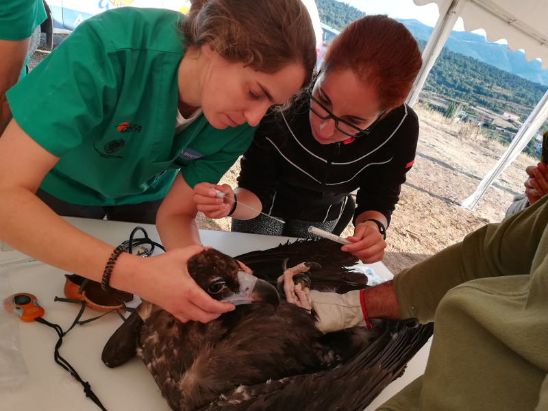 Una veterinaria y una colaboradora de GREFA toman muestras de un buitre negro.