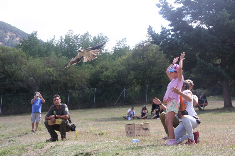 Momento de la liberación del águila calzada por una niña.