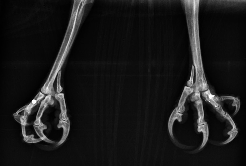 Radiografía de un ratonero que ingresó durante la media veda de 2019 en el hospital de fauna de GREFA con varios perdigones en sus garras.