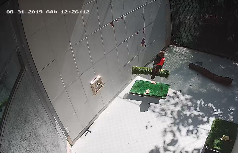 Captura de imagen de cámara de video-vigilancia de un ratonero que ingresó durante la media veda de 2019 en nuestro hospital de fauna. Se aprecia la venda que cubre un ala afectada.