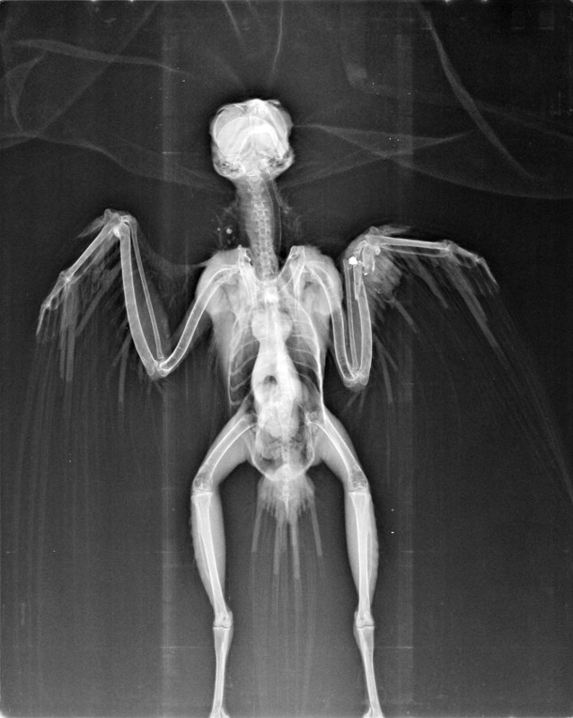 Radiografía de cernícalo vulgar con fractura causada por un perdigón. Este ejemplar ingresó en el hospital de fauna de GREFA durante la media veda de 2019.