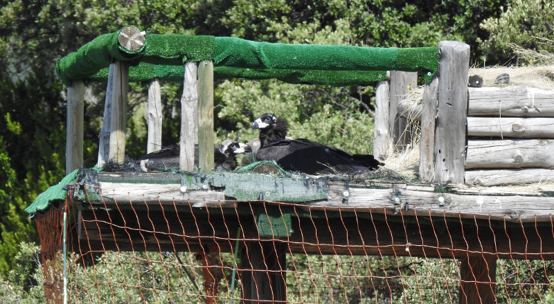Los dos pollos de buitres negros echados en el hacking (nido artificial) de la reserva de Boumort (Lleida). Foto: PRBNC.