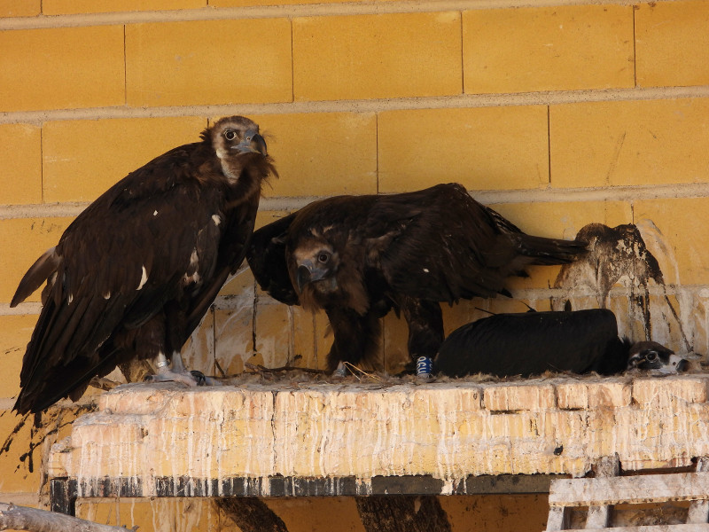 Uno de los pollos de buitre negro (a la izquierda), junto con sus padres en las instalaciones de cría en cautividad de GREFA donde nació en 2019. Foto: PRBNC.