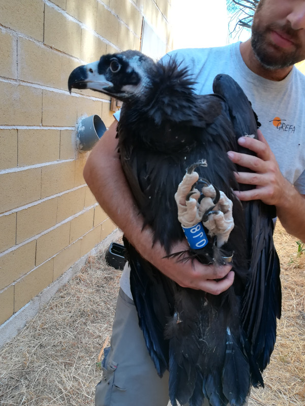 Traslada a uno de los pollos de buitre negro nacidos en 2019 en GREFA al vehículo que lo trasladará a Boumort. Foto: PRBNC.