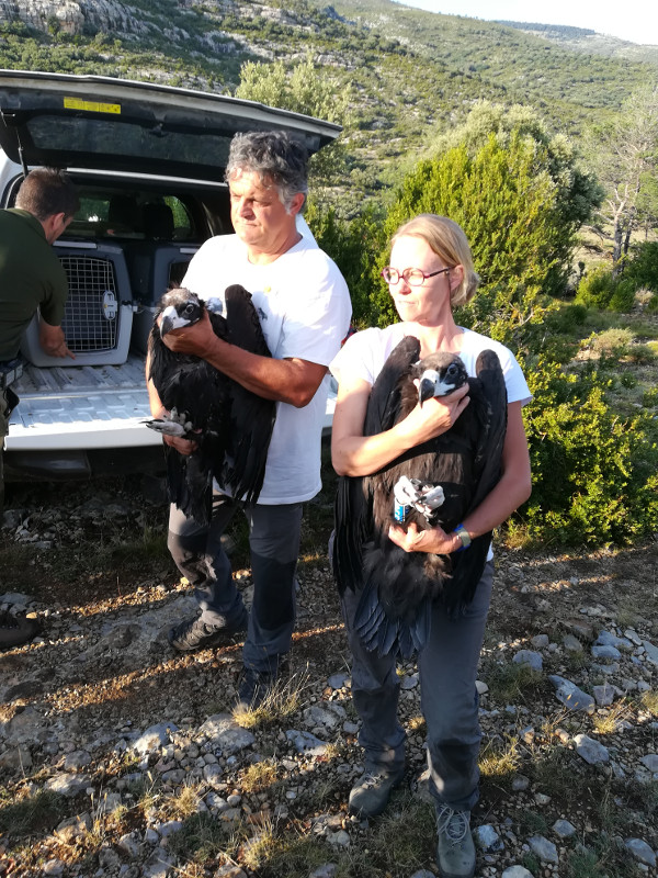 Los dos pollos de buitre negro son extraidos del vehículo que los llevó a Boumort para ser introducidos en el nido artificial (hacking) construido en esta reserva prepirenaica. Foto: PRBNC.