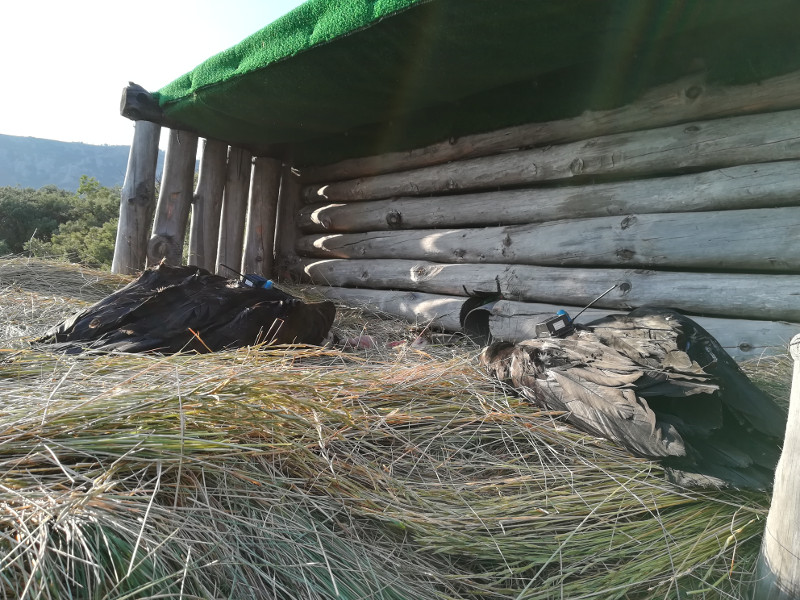 Los dos pollos de buitre negro, instantes después de ser colocados en el hacking de Boumort, con los emisores GPS que portan visibles en sus dorsos. Foto: PRBNC.