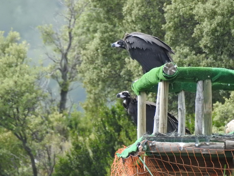 Bonita estampa de los dos buitres negros posados en el hacking de Boumort. Foto: PRBNC.