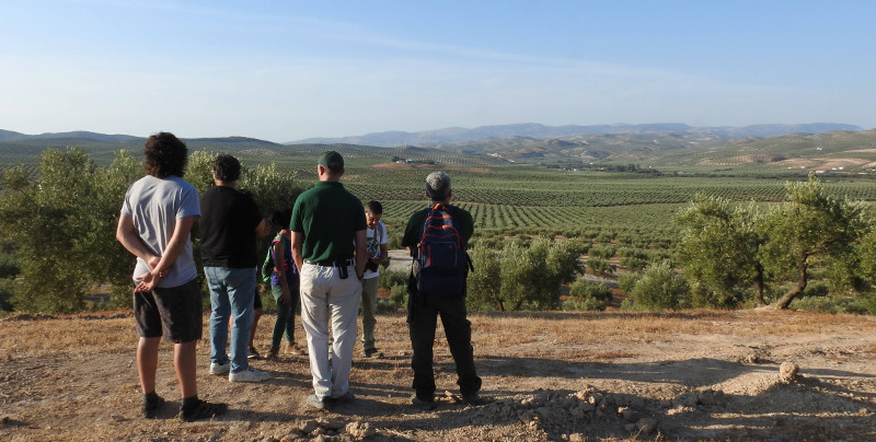 Panorámica del olivar de la finca Vado-Jaén, en el municipio de Baena (Córdoba).