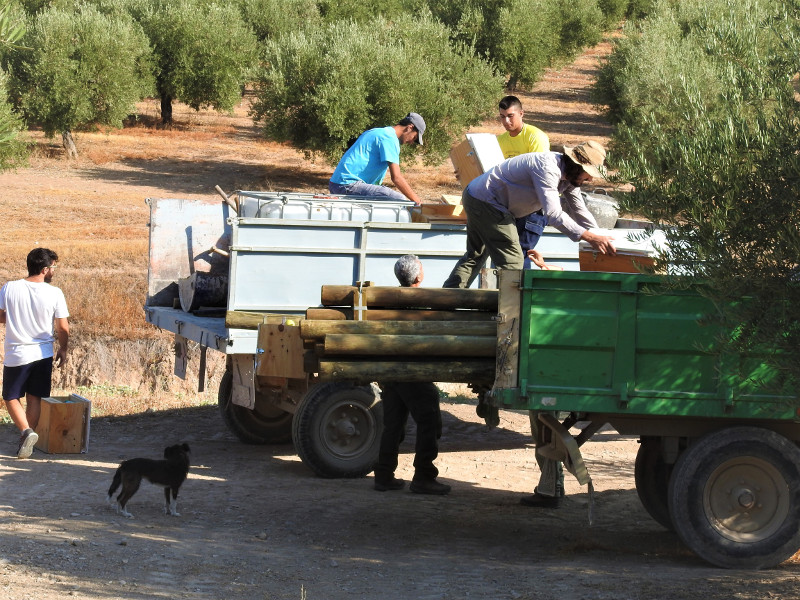 Transporte de los postes sobre los que se colocaron los nidales para pequeñas rapaces.