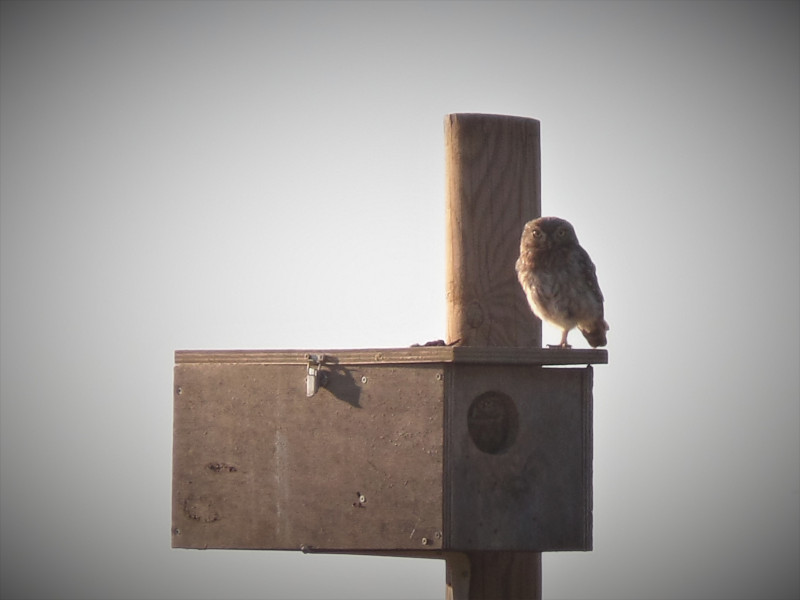 Pollos de mochuelo en una caja nido instalada en Cuenca de Campos (Valladolid).