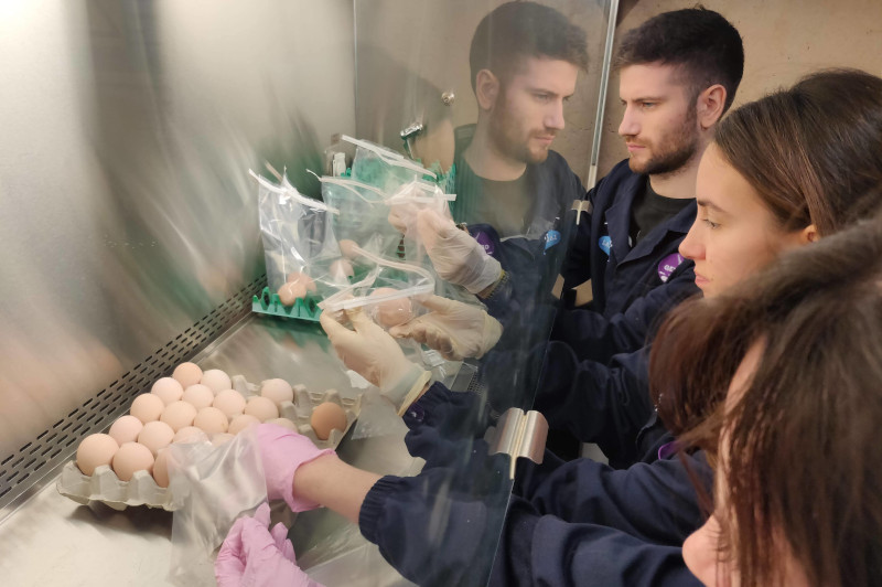 Recogida de microbiota presente en huevos de gallina, para el proyecto Bioprotec, en el laboratorio de GREFA.