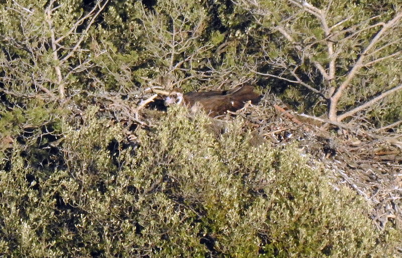 "Lorena", otra de las hembras reproductoras de Boumort, echada sobre su puesta en la actual temporada de cría. Foto: PRBNC.