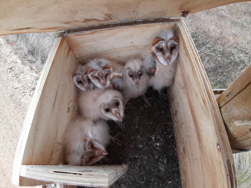 Interior de una caja nido ocupada por varios pollos de lechuza.