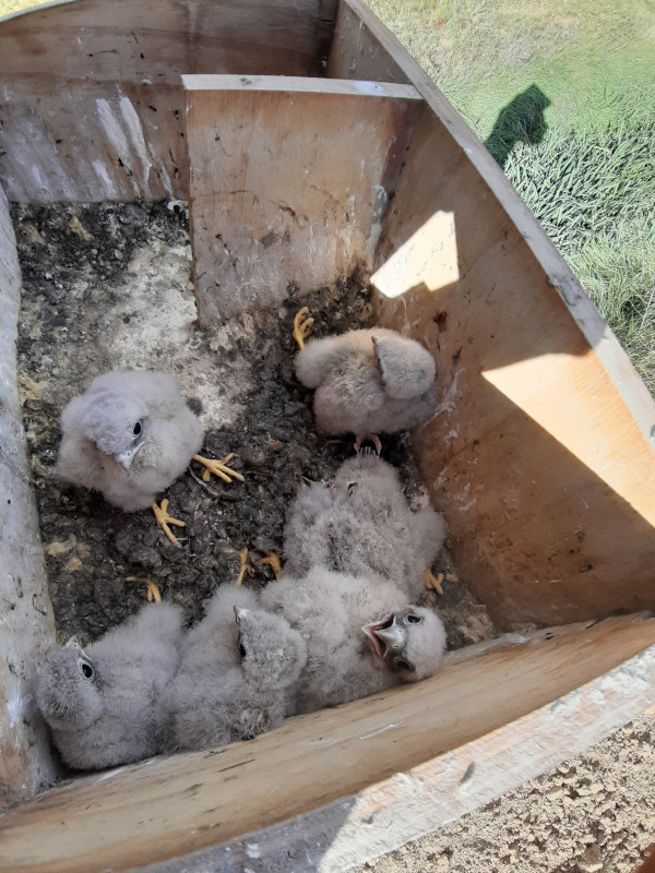 Interior de una caja nido ocupada por varios pollos de cernícalo vulgar.