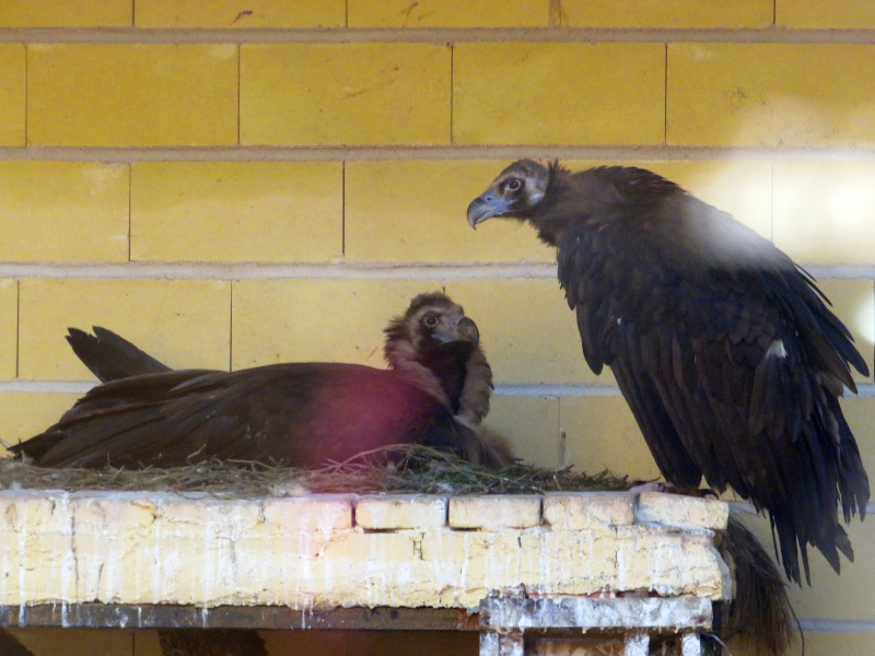 El macho de buitre negro "Errante" incuba el único huevo de su puesta, mientras la hembra "Chaparrilla" espera pacientemente su turno. Esta pareja es la progenitora del primer pollo de buitre negro nacido en 2020 en el centro de cría de GREFA, aunque esta fotografía en concreto pertenece a una temporada reproductora anterior.