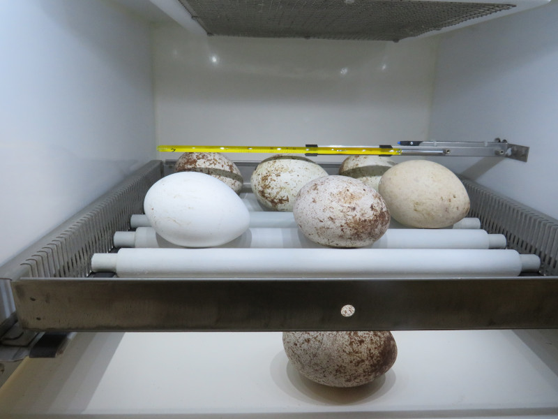 Huevos procedentes de puestas de buitre negro efectuadas en 2020 en el centro de cría de GREFA.