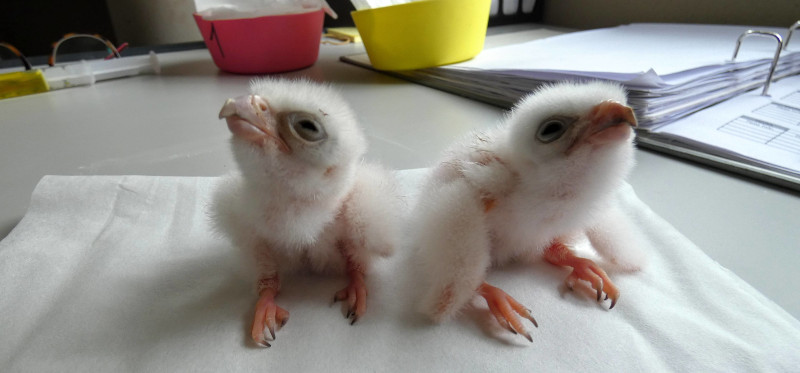 Pollos de halcón borní nacidos en las instalaciones de GREFA en 2020.