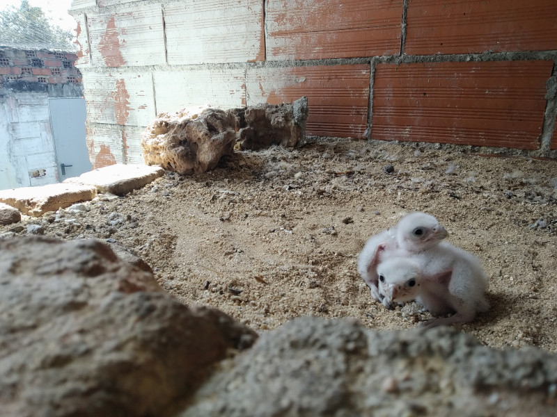 Los pollos de halcón borní, en el nido artificial del centro de GREFA donde han nacido.