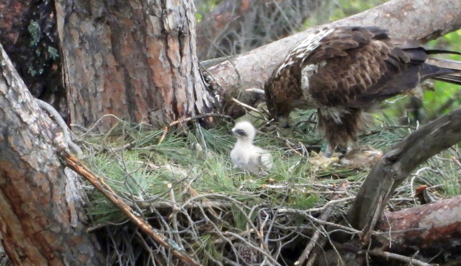 La hembra de águila de Bonelli se dispone a cebar al pollo adoptivo que ha sido introducido en su nido.