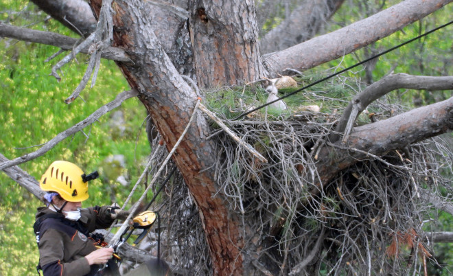 Una Agente Forestal de la Comunidad de Madrid especializada en trabajos de altura se dispone a descender tras depositar al pollo de águila de Bonelli en el nido de sus padres adoptivos.