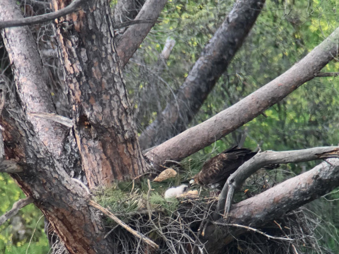 Momento en el que la hembra de águila de Bonelli ceba al nuevo pollo introducido en el nido.