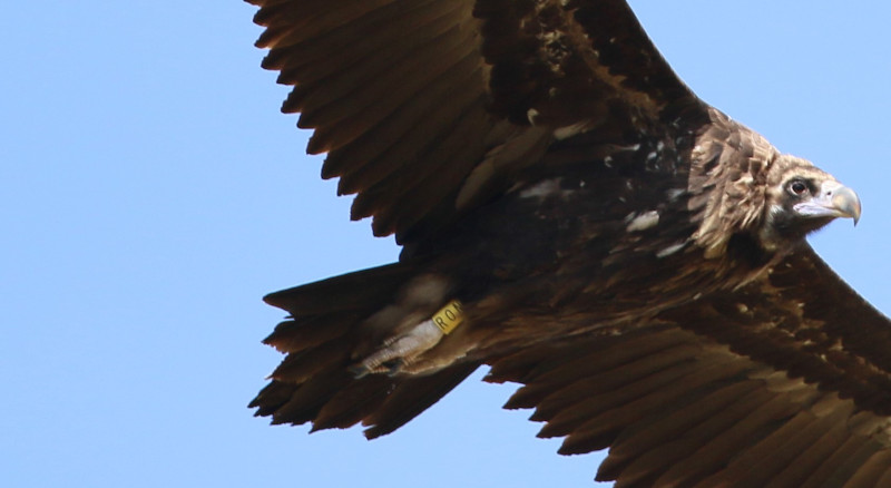 La hembra de buitre negro "Pilar", fotografiada en Los Alpes en septiembre de 2019. Foto: Pascal Lhotte.