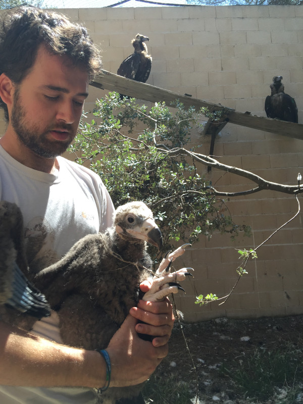 "Pilar" de pollo, en 2015, en el centro de cría en cautividad de GREFA donde nació.