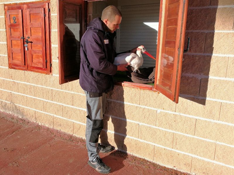 Un miembro del Equipo de Rescate de GREFA maneja una cigüeña blanca en uno de los cajones externos para el depósito de animales.