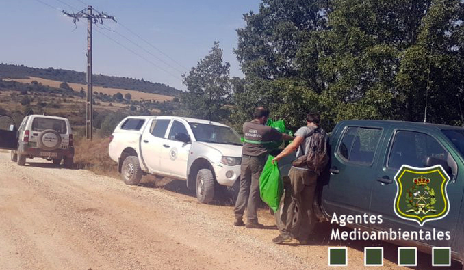 Agentes Medioambientales de Castilla y León, con la colaboración de GREFA, recogen los buitres leonados muertos en Villaespasa (Burgos). Foto: Agentes Medioambientales de Castilla y León.