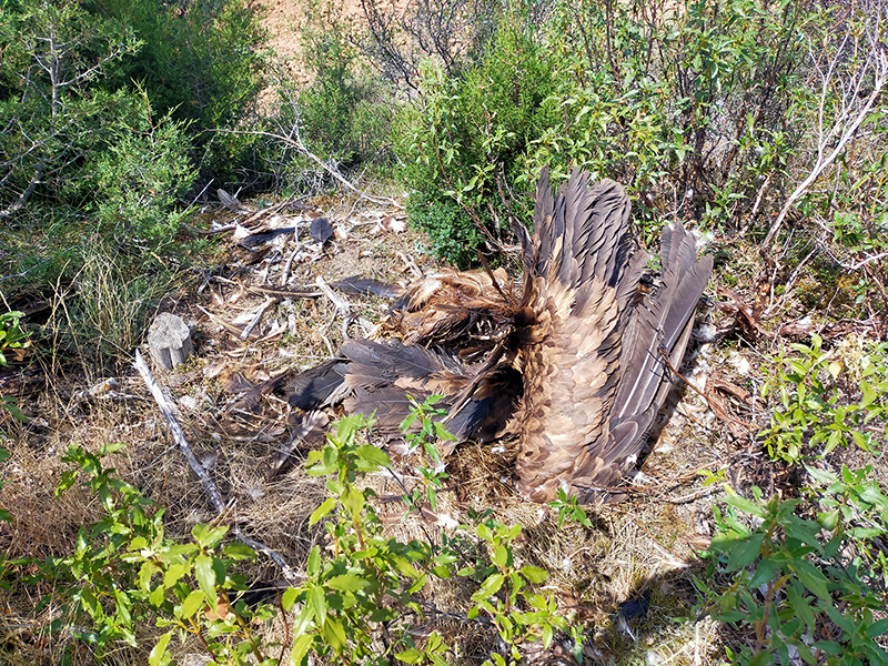 Cadáver de uno de los buitres leonados que han sido víctimas de la mortandad masiva de la especie acontecida en Villaespasa.