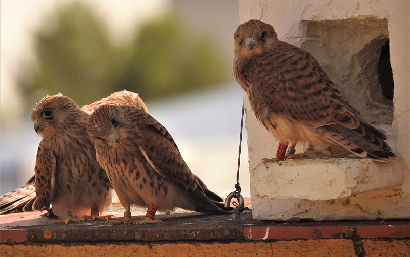 Pollos de cernícalo primilla anillados, esperando recibir la ceba, en el silo de Baena (Córdoba).