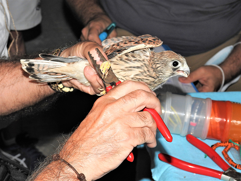  Momento del anillamiento de uno de los pollos de cernícalo primilla más aventajados del silo de Baena.