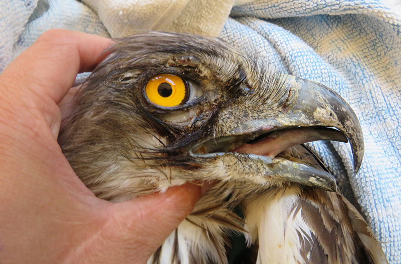 Zona derecha de la cara del águila culebrera con la marca de la electrocución.