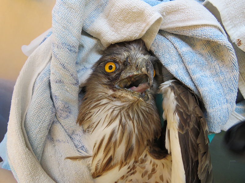 Otra imagen, esta vez de frente, del aspecto del águila culebrera afectada por la electrocución.