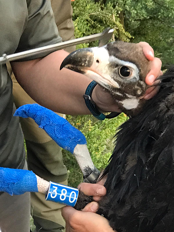 Toma de medidas biométricas del pollo de los buitres negros "Gata" y "Foix" durante su marcaje con GPS.