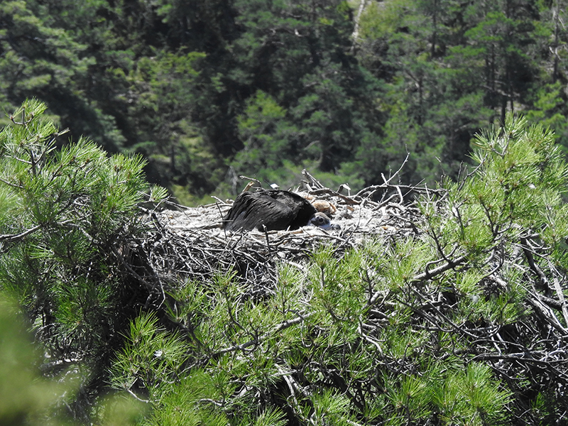 El pollo de "Dolça" y "Saler", ya devuelto a su nido tras haber sido marcado con GPS.