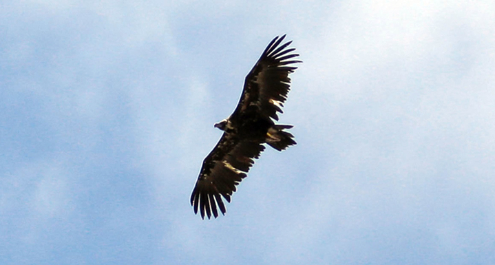 El buitre negro "Bubu" fotografiado en vuelo en los Alpes franceses el 23 de junio de 2020. Foto: Gérard Autran.