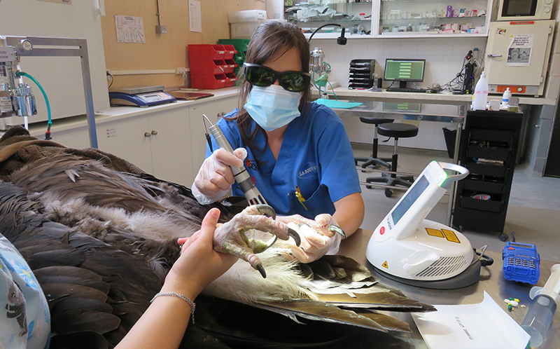 Una veterinaria de GREFA aplica el láser terapéutico a una lesión de un buitre negro.