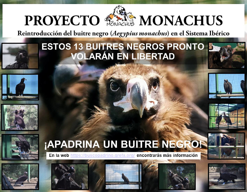 ¡Apoya al Proyecto Monachus apadrinando a un buitre negro!