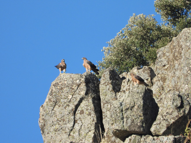 Águilas de Bonelli jóvenes liberadas en 2020 en el Parque Regional de la Cuenca Alta del Manzanares, en una zona en cuyo entorno se ha actuado para corregir los apoyos eléctricos peligrosos para estas aves.