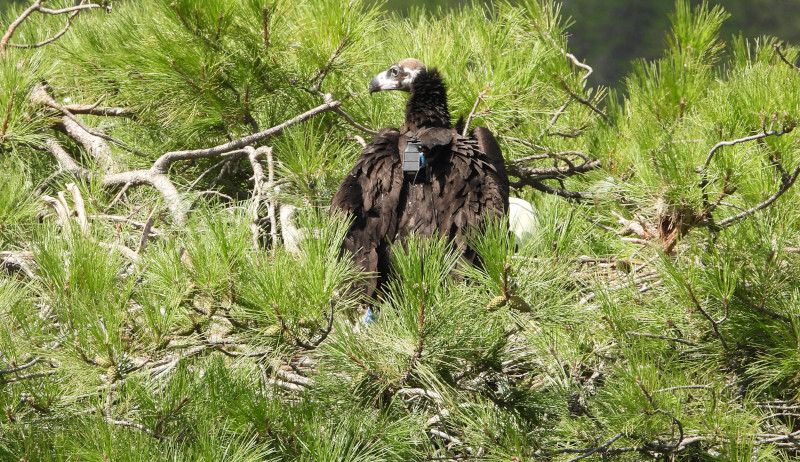 El pollo de los buitres negros "Pessonada" y "Oriol" tras serle colocado un emisor GPS.