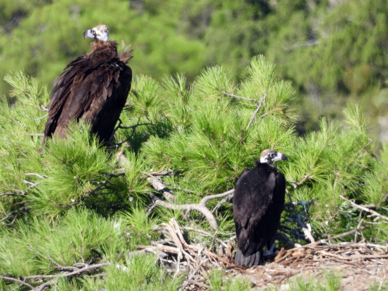 El pollo de "Pessonada" y "Oriol" descansa en el nido junto a un progenitor, antes de ser capturado para su marcaje con GPS.