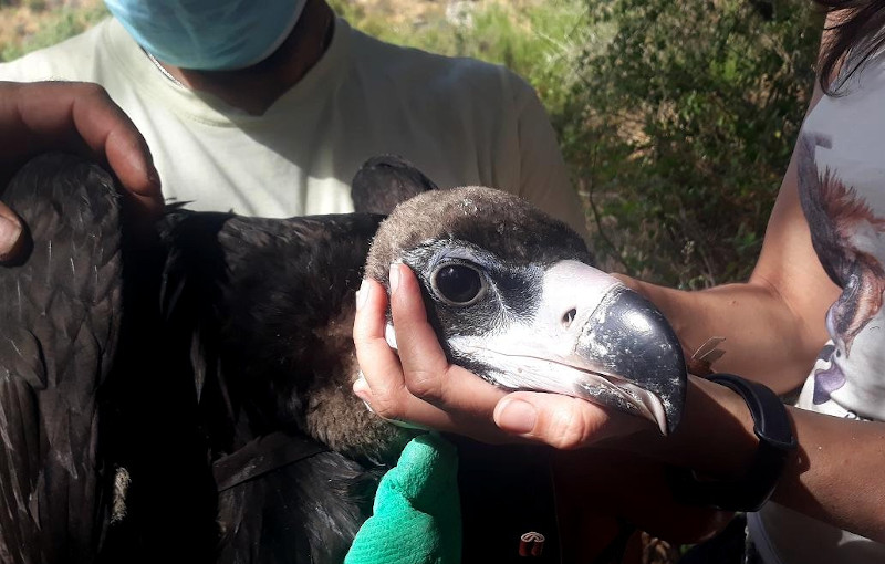 Primer plano de uno de los tres pollos de buitre negro marcados con GPS en Tierra de Pinares (Ávila).