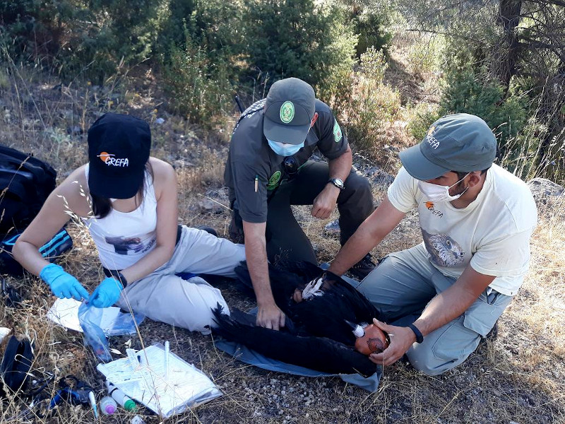 Chequeo veterinario de uno de los buitres negros marcados con GPS en Tierra de Pinares.