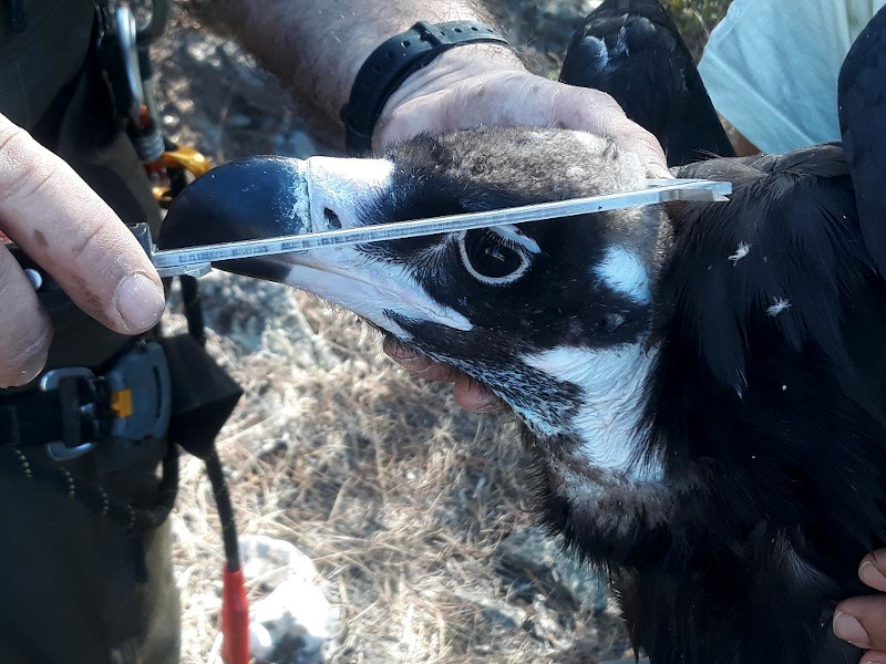 Toma de medidas en la cabeza del pollo del buitre negro "Cofio", marcado con GPS en Tierra de Pinares.