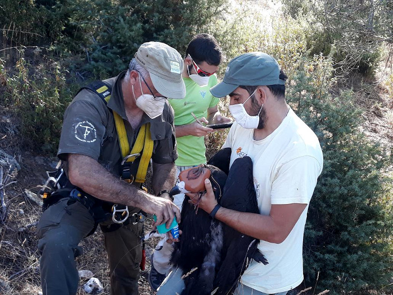 Momento de la colocación del emisor GPS a uno de los pollos de buitre negro.